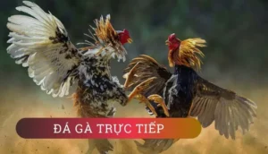 Hướng Dẫn Cách Chơi Đá Gà WS168 Tại KING88 Hiệu Quả Nhất